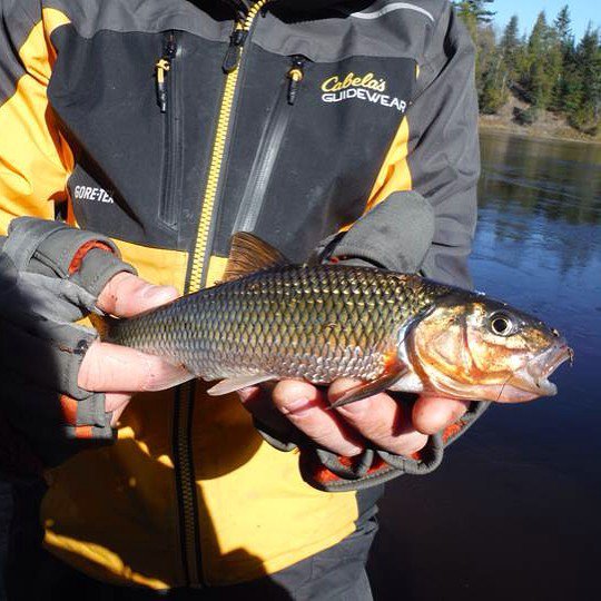 Lunkerhunt_fish's tweet image. #FallFish #NorthernCreekChub not the target species but still a nice looking fish #Lunkerh… ift.tt/1Mgt0Z4