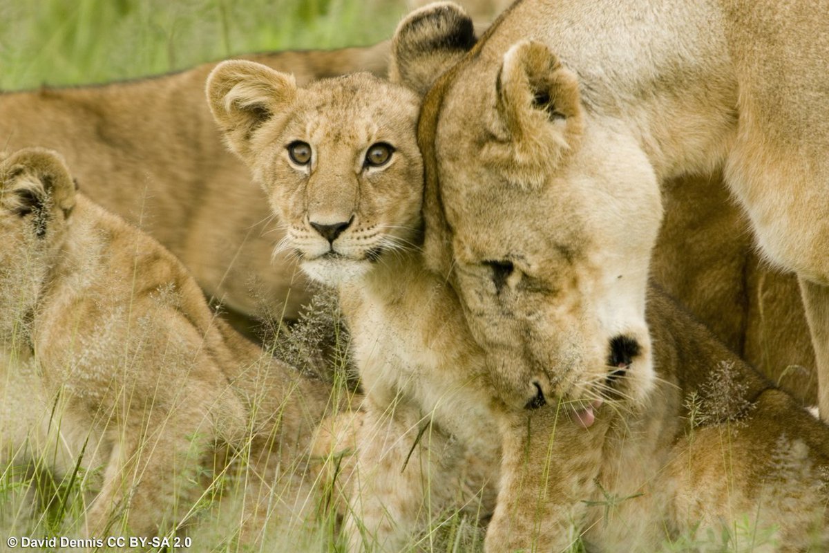 IUCNRedList's tweet photo. #Lion populations declining rapidly, except in intensively managed areas: https://t.co/ggcMOy7QzR via @PantheraCats https://t.co/oH2bIw11go