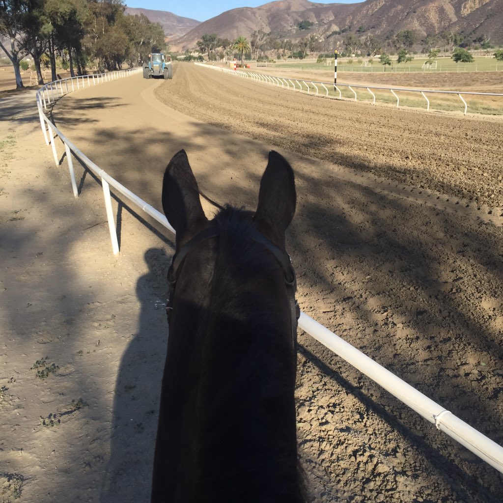 KateChadderton's tweet photo. Racehorse or event horse? Only Cole knows! #OTTB https://t.co/3Ma6FIXUHT