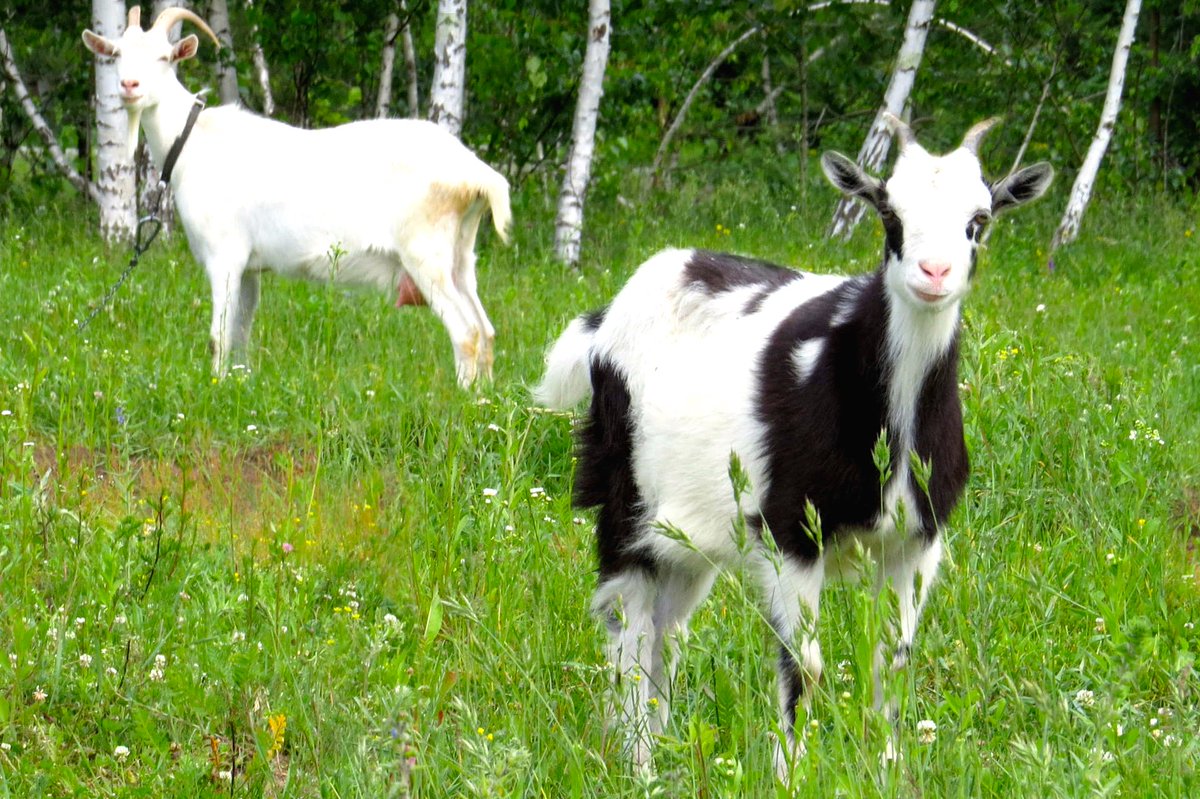 Giivers's tweet photo. Dude, is there a goat in your yard? We hired himโฆhis name is Billy. https://t.co/ShKRzKPKfn #giivers https://t.co/Un7AxHHDdv