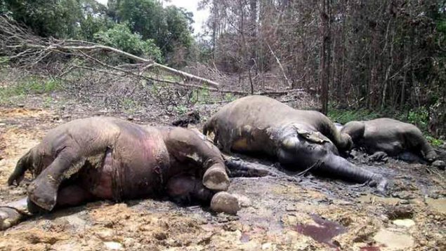 UNoticias's tweet photo. Mueren 22 elefantes envenenados en Zimbabue https://t.co/CX7vOS2rdI https://t.co/nYG6yHfUCX
