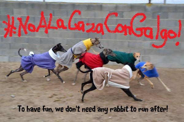 BrcknerJ's tweet photo. Galgos are used to hunt hares, which is banned in most countries https://t.co/v1patUjH80 #StopGreyhoundTorture https://t.co/OpM0FQqWIB