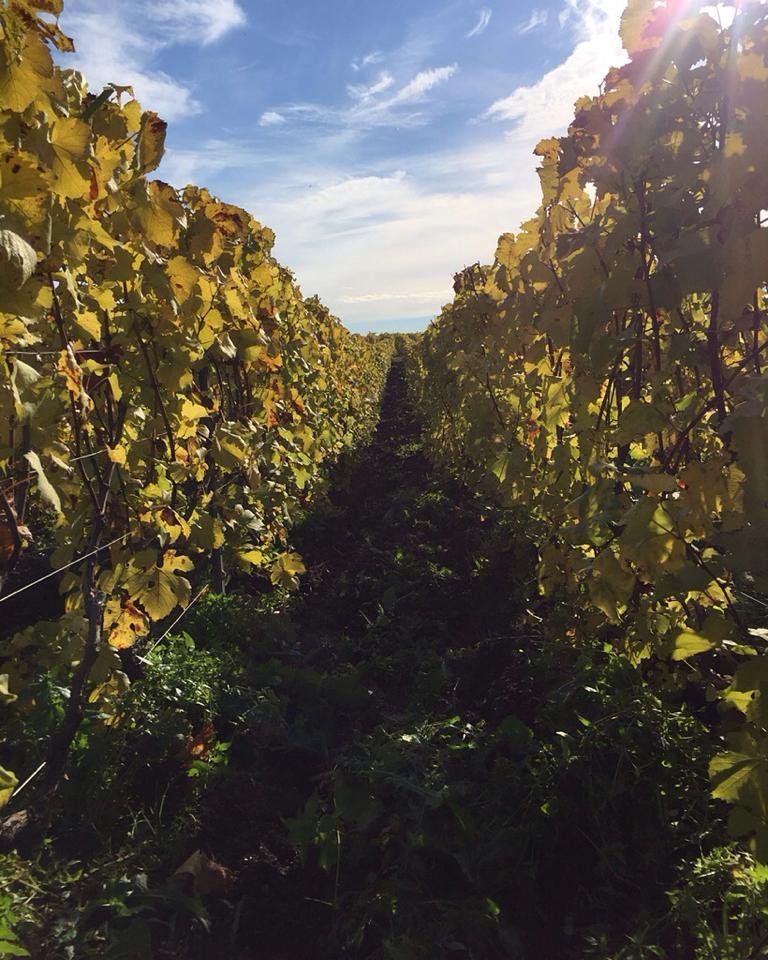 On laboure, on laboure ! :D
#ChampagneFranckBonville #Avize #GrandCru #Labourduvignoble