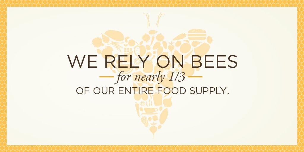 You might be surprised to know that we've got a lot to thank our fuzzy little friends for #bees #nationalhoneyweek