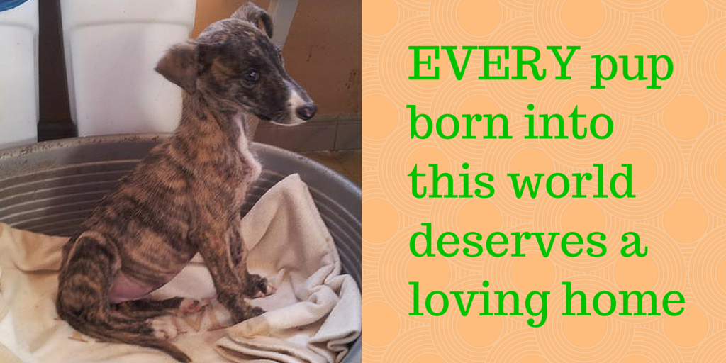 BrcknerJ's tweet photo. Overbreeding makes it cheaper to buy new dogs than to keep the old https://t.co/yGruWAtVLK #StopGreyhoundTorture https://t.co/rT8eVMcKUR