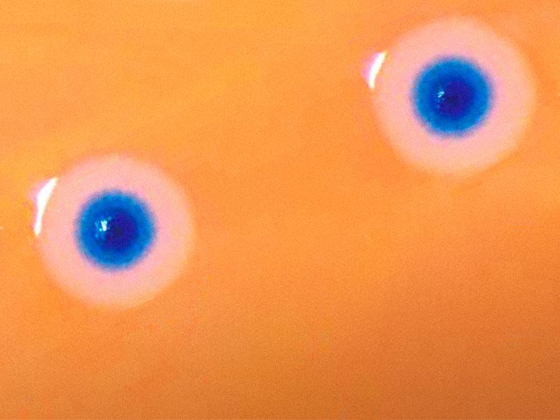 PolyGenerative's tweet image. Craig Venter: Watch me unveil "synthetic life" - generatedlife.com/craig-venter-w…