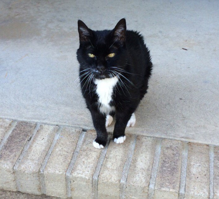 han_overboard's tweet photo. happy black cat day to the wildest 22 year old i know #oldasscat #BlackCatDay #vettech https://t.co/CCVoKNyxyM