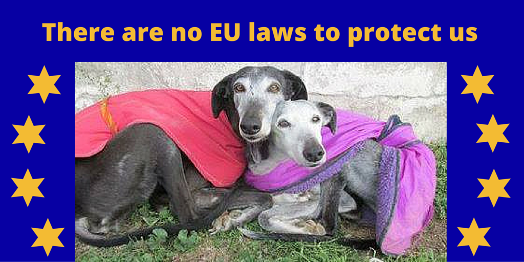 diannembromley's tweet image. No EU laws exist 4 the welfare of dogs&amp;amp;Spanish authorities don’t care bit.ly/1aqPd4y #StopGreyhoundTorture