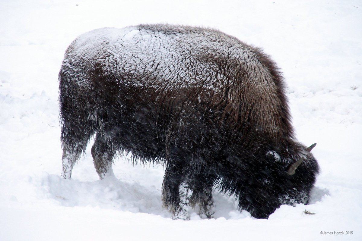 JamesHonzik's tweet photo. American Buffalo (Bison Bison) Yellowstone National Park in Winter. https://t.co/y1nGGZKbzd