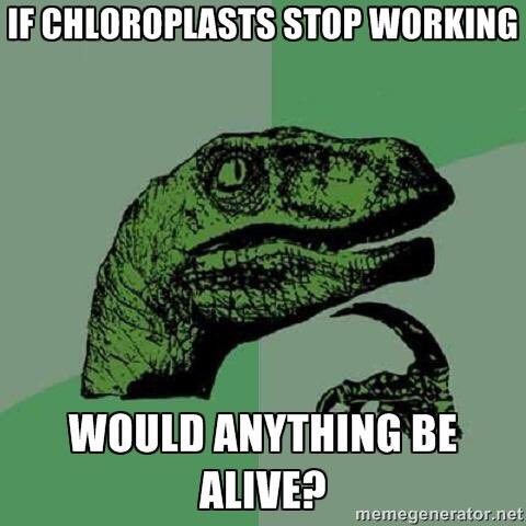 blastoftheplast's tweet photo. #organellewars https://t.co/xbZDRFzabn