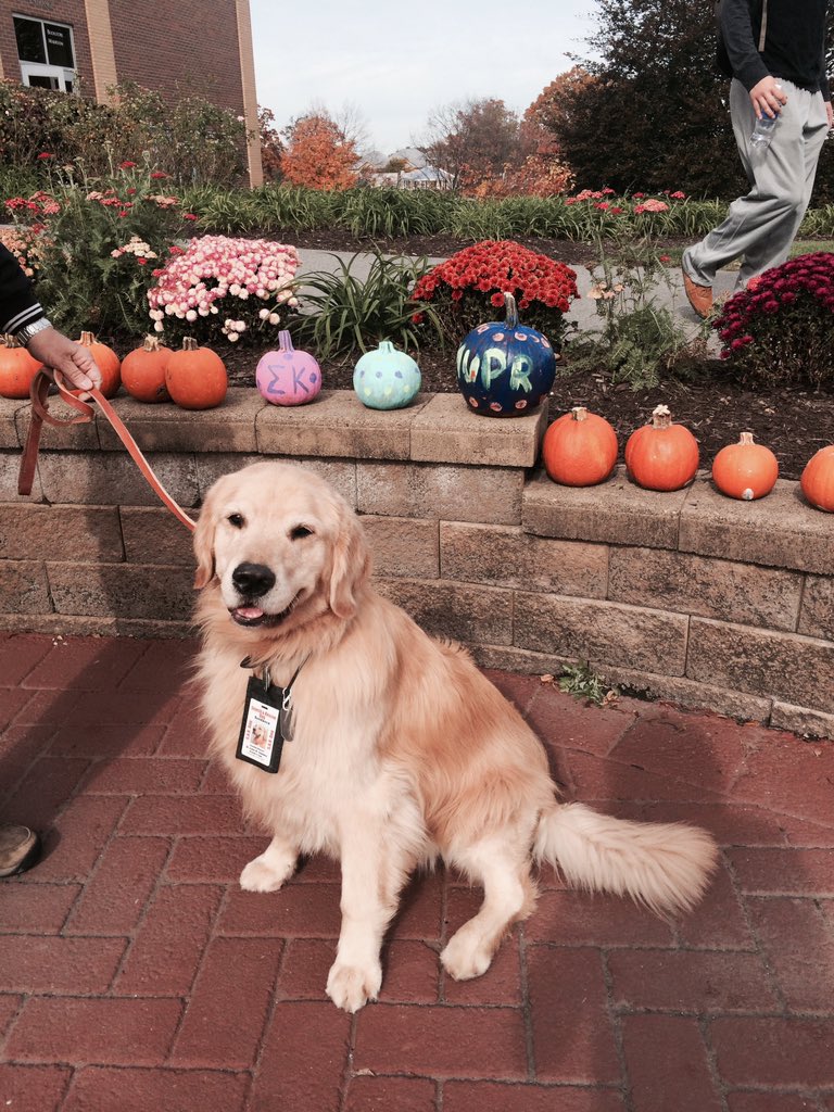 rmuprsociety's tweet photo. Sundance from G.R.I.N. is here and we're ready! Stop by, donate, and paint your pumpkin. πΆπ #RMUPR https://t.co/2xtlMRTsT4