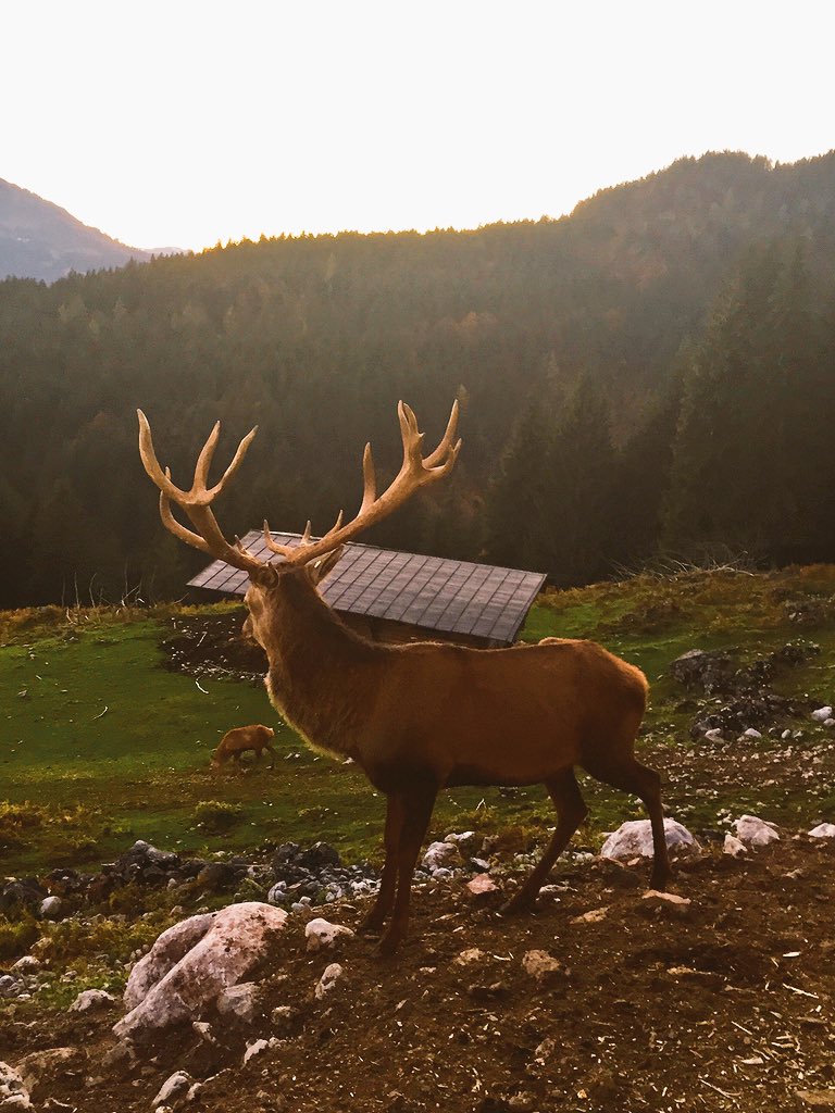 mauri_mitterer's tweet photo. Kunst ist es, aus dem größten Pech noch ein kleines Glück zu machen. ☀️ https://t.co/5pucq5jR9X