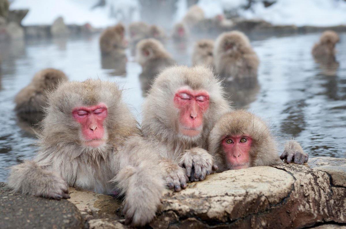 Take a Look as we Give You an Escorted Tour of Japan with Mt Fuji &amp; Snow Monkeys goo.gl/Tc3yxk