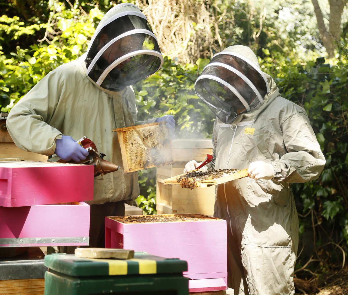 Bee Keeping &amp; Honey Making from our pals in <a href="/SouthStudios_/">South Studios</a> Gearoid &amp; Kieran on tomorrow goo.gl/Ktyxn4 🐝🐝🐝