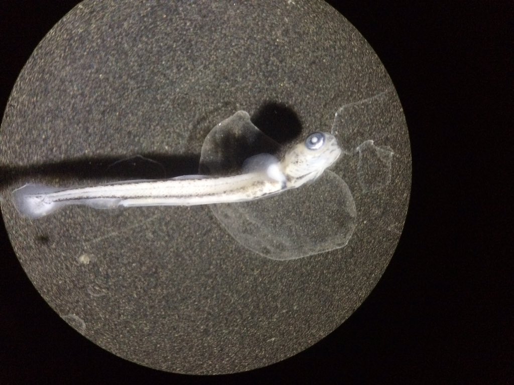 touhueyang's tweet photo. Larval whitefish! #workflow#studentresearcher#uwgb#aquaticecologyandfisherieslab https://t.co/Y7IESpq3YP