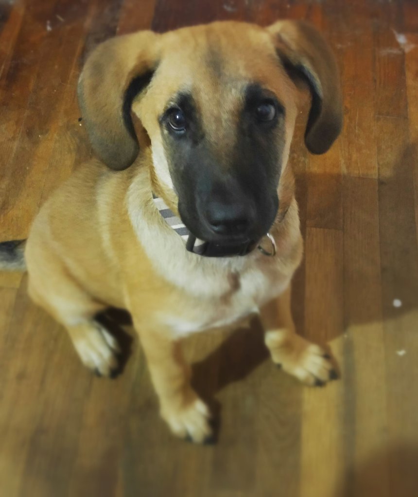 MaryHeinze15's tweet photo. Those ears though😂😍 #dumbodog https://t.co/VRAvAT6kSb