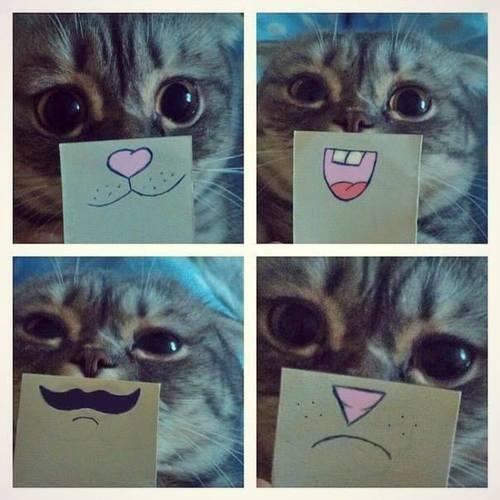 CuteAnimalsBaby's tweet photo. Different emotions! https://t.co/CBIiqkzqa3