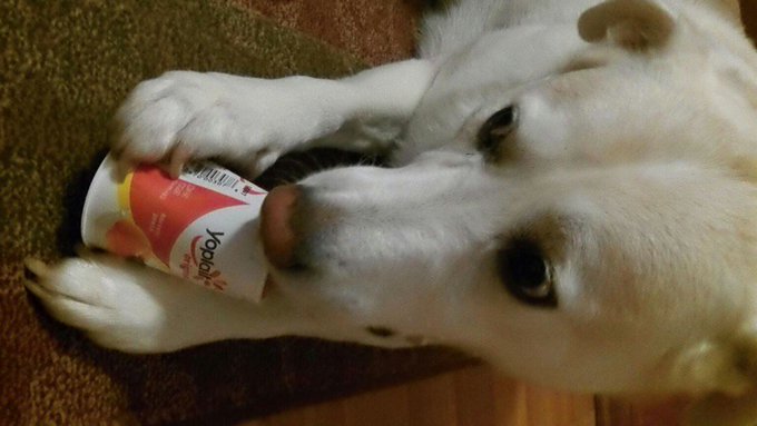 Sam loves his yogurt https://t.co/vHfSLAgqGk