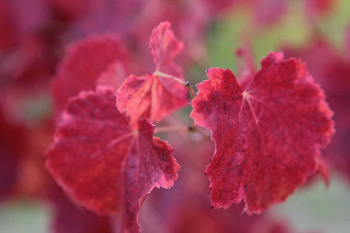 modena_pic's tweet photo. I colori autunnali della #LambruscoValley sono emozionanti e unici #VIsitModena #Autunno #Lambrusco https://t.co/iatvxMsvT7
