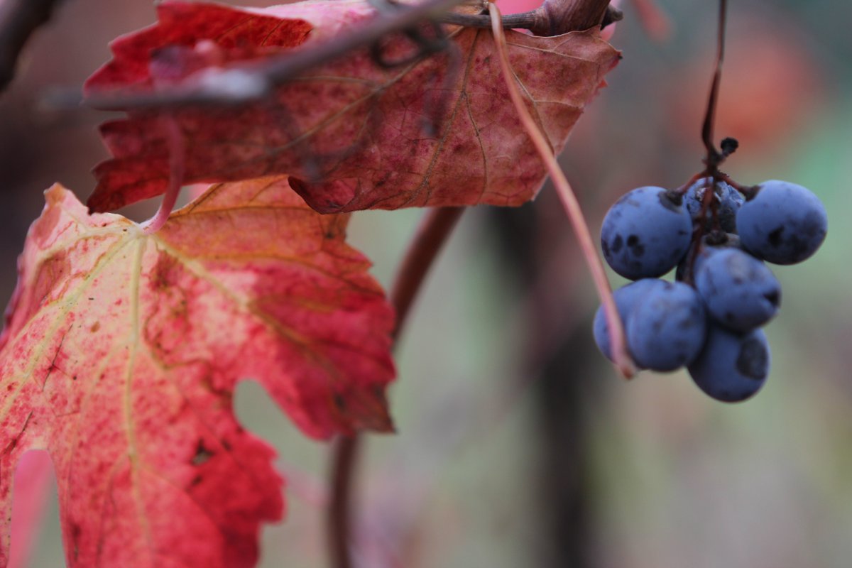 modena_pic's tweet photo. I colori autunnali della #LambruscoValley sono emozionanti e unici #VIsitModena #Autunno #Lambrusco https://t.co/iatvxMsvT7
