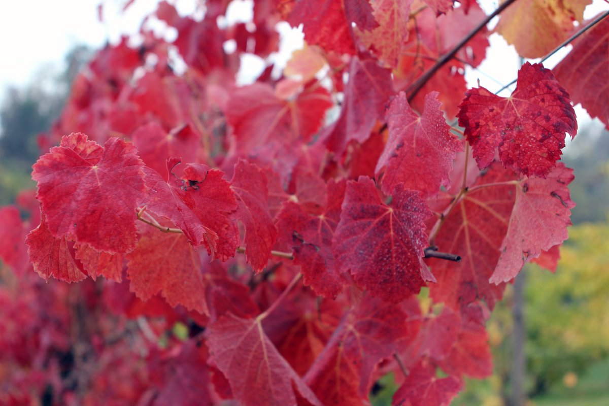 modena_pic's tweet photo. I colori autunnali della #LambruscoValley sono emozionanti e unici #VIsitModena #Autunno #Lambrusco https://t.co/iatvxMsvT7