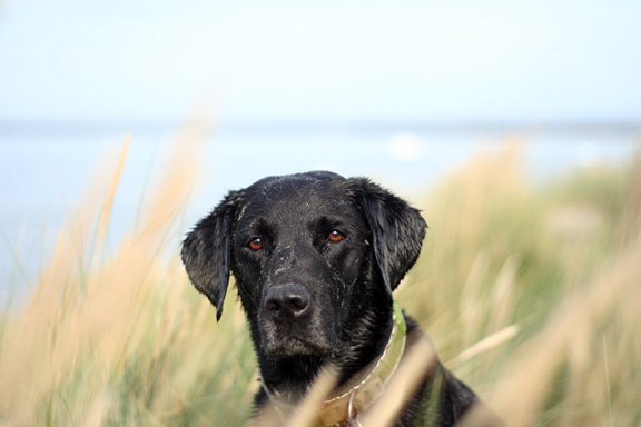 Dougal_the_Lab's tweet photo. We had a play with the big 📷 at the beach on Sunday, rather than just the usual 📱 photos. Here are my favourites https://t.co/72TpnlJmj1