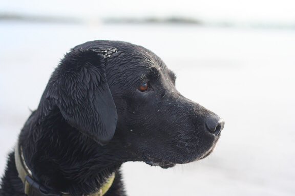 Dougal_the_Lab's tweet photo. We had a play with the big 📷 at the beach on Sunday, rather than just the usual 📱 photos. Here are my favourites https://t.co/72TpnlJmj1
