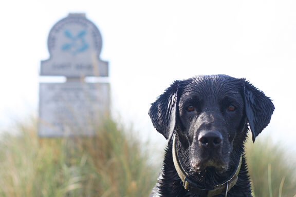 Dougal_the_Lab's tweet photo. We had a play with the big 📷 at the beach on Sunday, rather than just the usual 📱 photos. Here are my favourites https://t.co/72TpnlJmj1