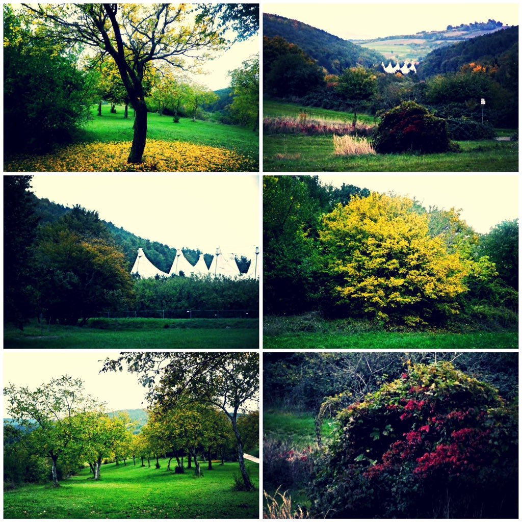 WiesenFestivals's tweet photo. Allerschönster Herbst in #Wiesen https://t.co/X0g8KHzCEV
