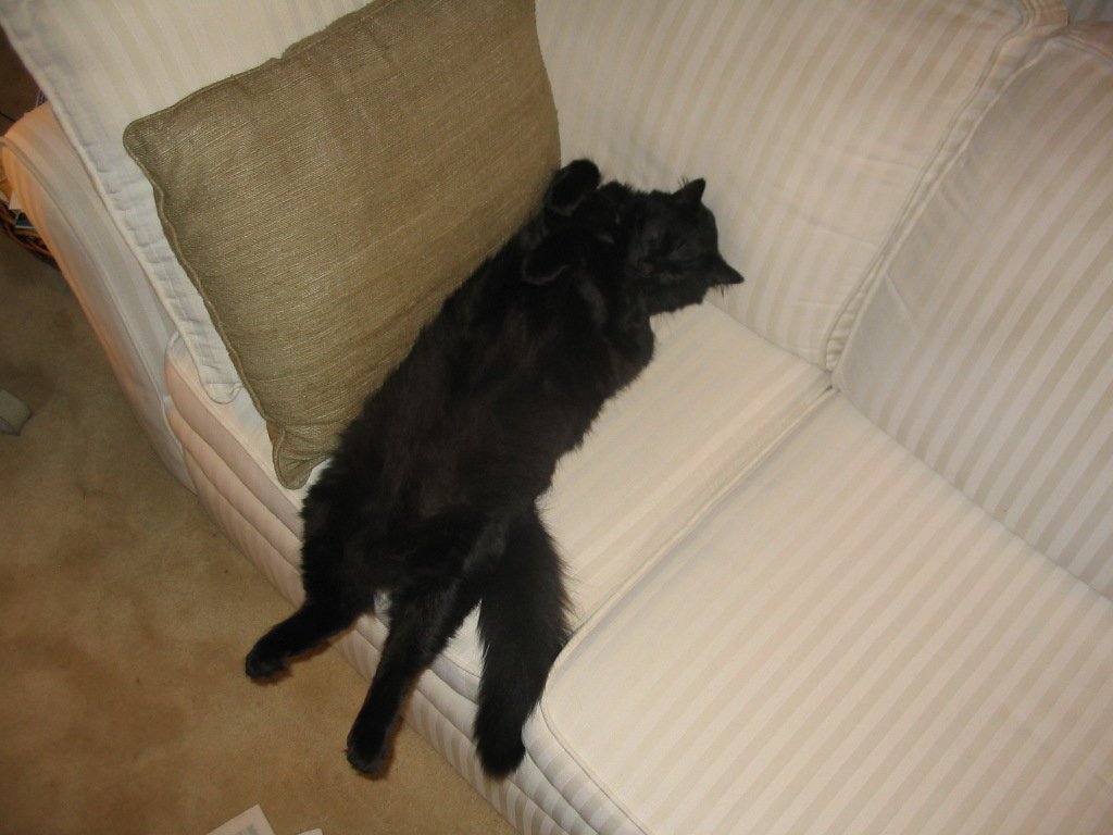 thesavvyboomer's tweet photo. #blackcatday Charlie's favourite poses https://t.co/CRysRXXFHv