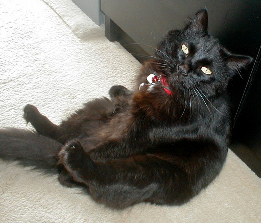 thesavvyboomer's tweet photo. #blackcatday Charlie's favourite poses https://t.co/CRysRXXFHv