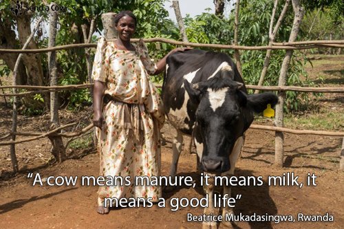 RippleEffectNGO's tweet photo. The #cowproject will change lives, Beatrice describes the difference a cow makes to farmers in #Rwanda @StarbucksUK https://t.co/TQ0jPJ3uKj