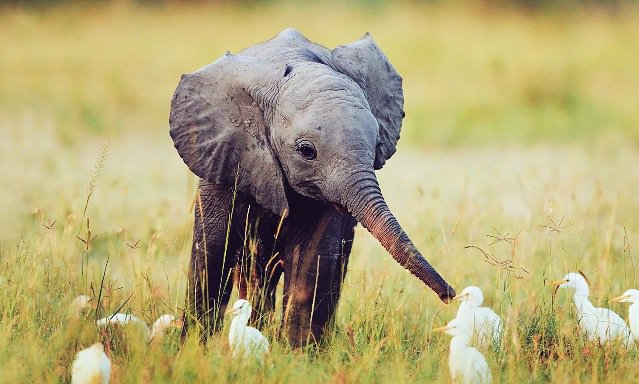 IvoryEllaOregon's tweet photo. Elephants don't have midterms, but Ducks do!!! GOoDlUCK!! 💚💛 https://t.co/pHWvNYDtQs