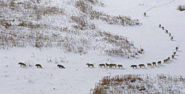 JoshSteinLand's tweet photo. This is how I expect my gun season to go.  #WolvesEverywhere https://t.co/79p4Tt9htO
