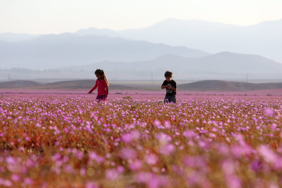 Milenio's tweet photo. 📷 Florece el desierto de Atacama https://t.co/Gc0AllwfSh https://t.co/Rb0R33It7N