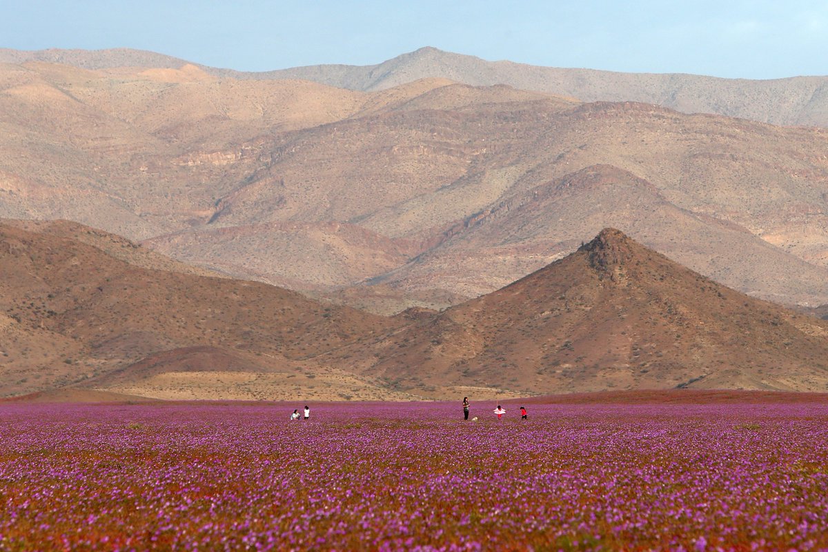 Milenio's tweet photo. 📷 Florece el desierto de Atacama https://t.co/Gc0AllwfSh https://t.co/Rb0R33It7N