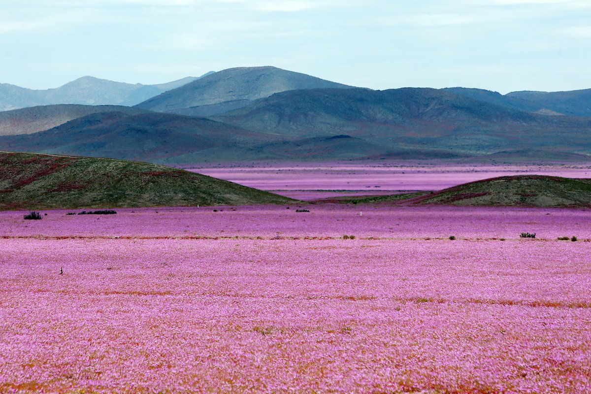 Milenio's tweet photo. 📷 Florece el desierto de Atacama https://t.co/Gc0AllwfSh https://t.co/Rb0R33It7N