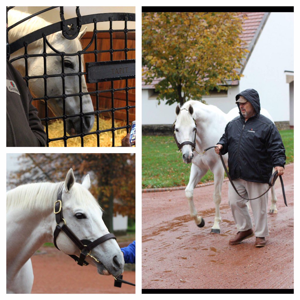 Neighland's tweet image. Loved seeing Tapit this morning, thanks @Gainesway and @hernon_michael we had a great time. #tapit
