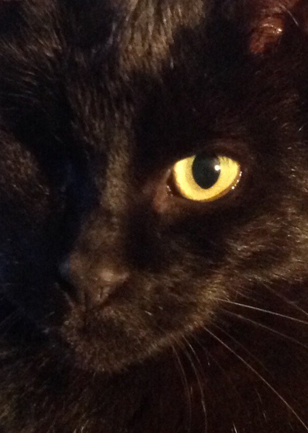 salemthekat's tweet photo. i celebrate national black cat day https://t.co/Z2o8Xf1i4f