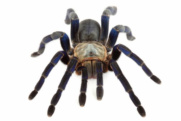 gabyov21's tweet image. Do you like #CreepyCrawlies? Come to #FriendlyCreatures @FairchildGarden and learn about: ow.ly/TVb4f