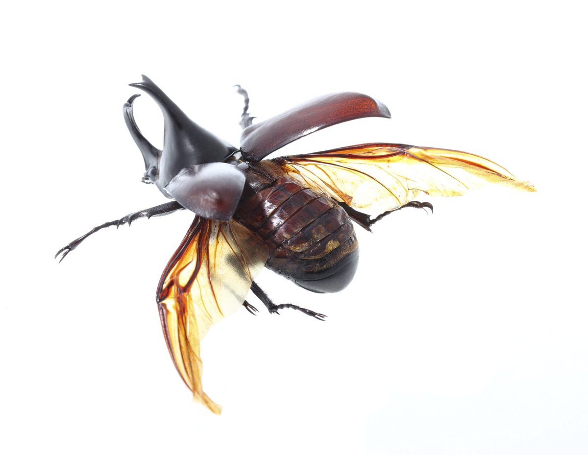 gabyov21's tweet image. Do you like #CreepyCrawlies? Come to #FriendlyCreatures @FairchildGarden and learn about: ow.ly/TVb4f
