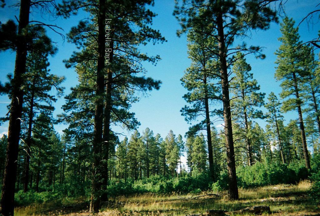 Earthcrowdfund's tweet photo. Learn how you can become carbon neutral using https://t.co/3TCSSpAHuj: https://t.co/dpDlo7sbD9 #carbonneutral https://t.co/n6fUaoirnH