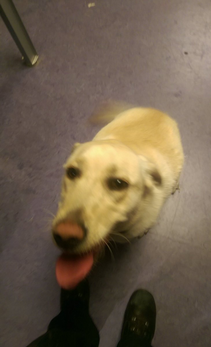 GardaTraffic's tweet photo. Dog - A young golden Labrador found in Greenhills, D12.  Currently in Crumlin Garda station to reclaim PH  016666200 https://t.co/cKu1SvDzKa