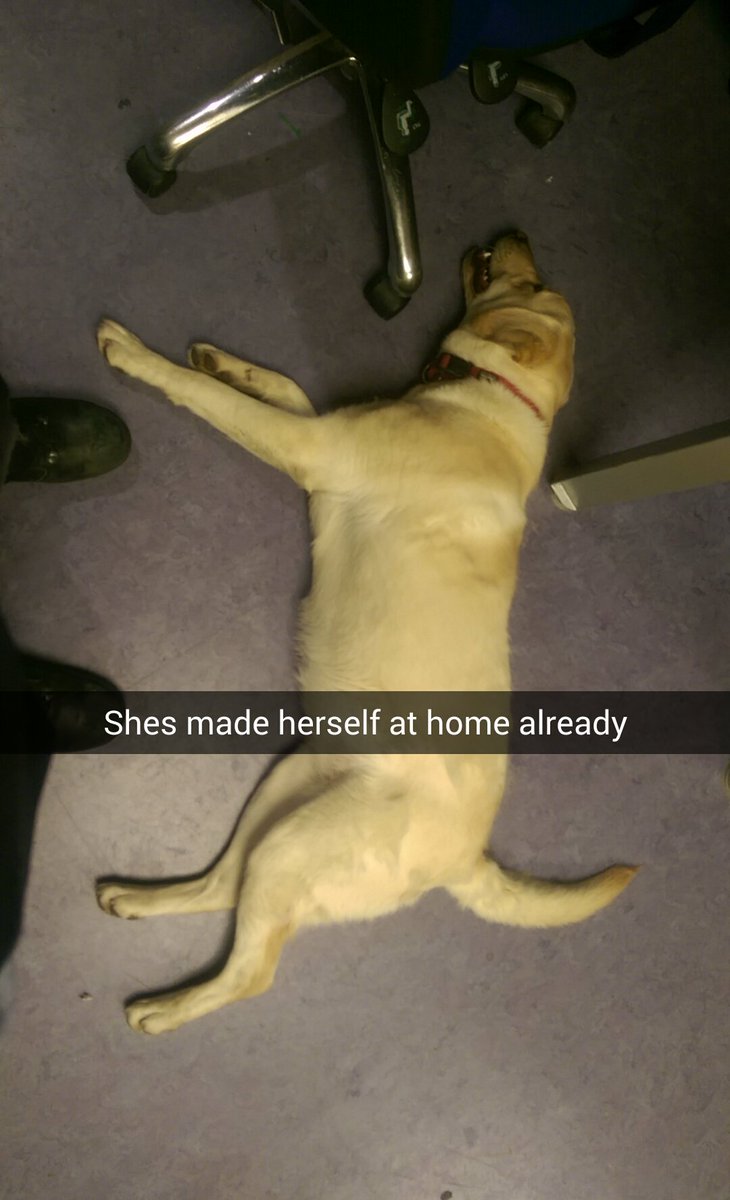 GardaTraffic's tweet photo. Dog - A young golden Labrador found in Greenhills, D12.  Currently in Crumlin Garda station to reclaim PH  016666200 https://t.co/cKu1SvDzKa