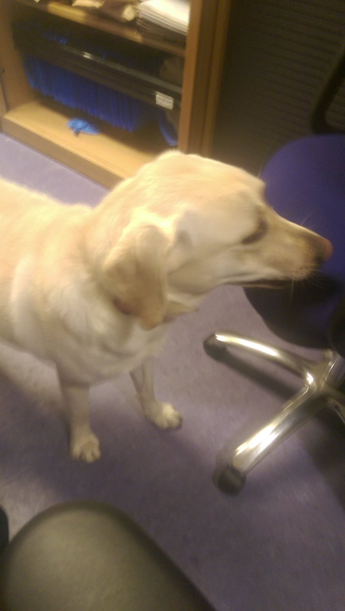 GardaTraffic's tweet photo. Dog - A young golden Labrador found in Greenhills, D12.  Currently in Crumlin Garda station to reclaim PH  016666200 https://t.co/cKu1SvDzKa