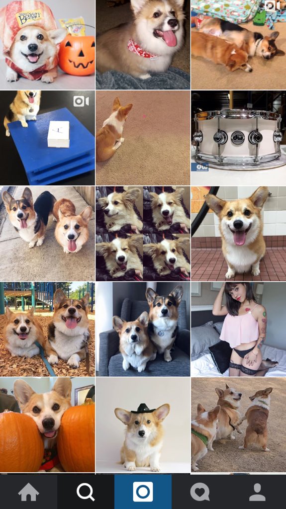 shelbyam's tweet photo. Scrolling through the "explore" page of Instagram #corgis #corgioverload https://t.co/6llW676Mbz