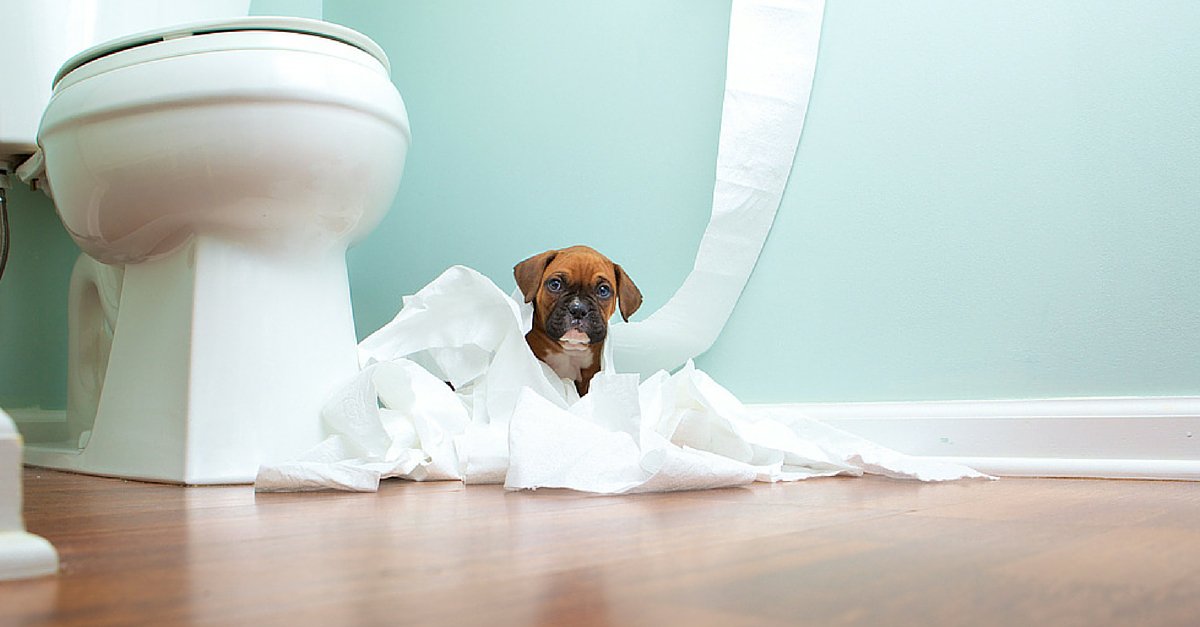 PetMD's tweet photo. Dealing with your dog's diarrhea isn't a pretty task... here's what to do! #askpetmd https://t.co/JnzM4z433I https://t.co/1sAU9Ps05q