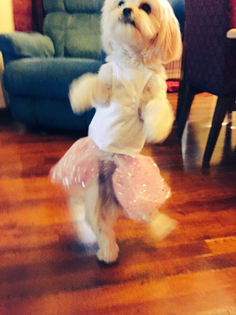 AnaisMarieAF's tweet image. @BlogPaws Mica as a dancing ballerina! #BlogPawsHalloween #BlogPawsHalloweencontest 🎃🎃🎃