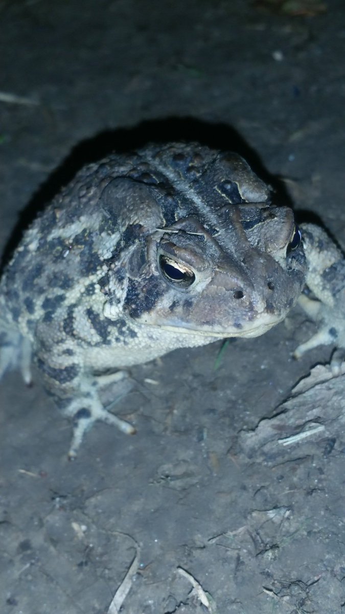 97f1cc94535142f's tweet photo. #RUMMM #bitch! doddle found a toad frog! https://t.co/L216HDOAsI