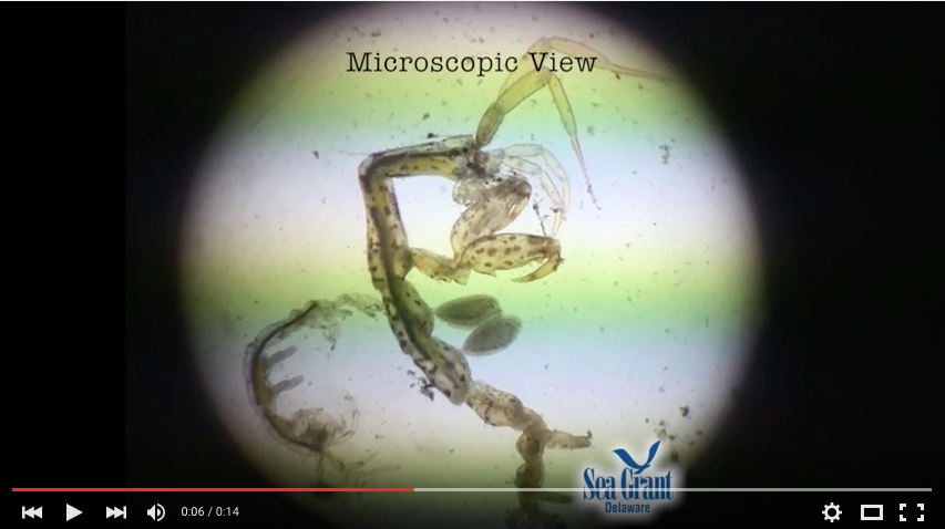DESeaGrant's tweet photo. Love our #15SecondScience videos? You can find them all on this @YouTube playlist!  https://t.co/lUE22plH85 https://t.co/b7nOuCeMu3